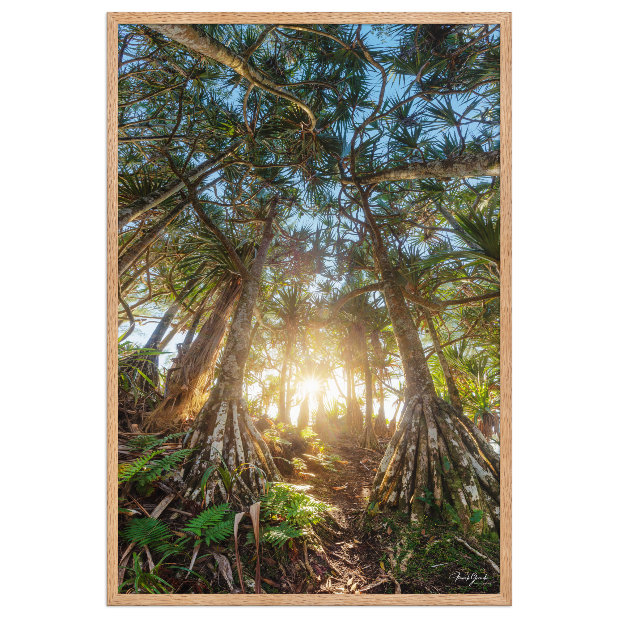 Affiche de La Réunion Forêt de Vacoas 61 × 91 cm / Oak - photographie Franck Grondin
