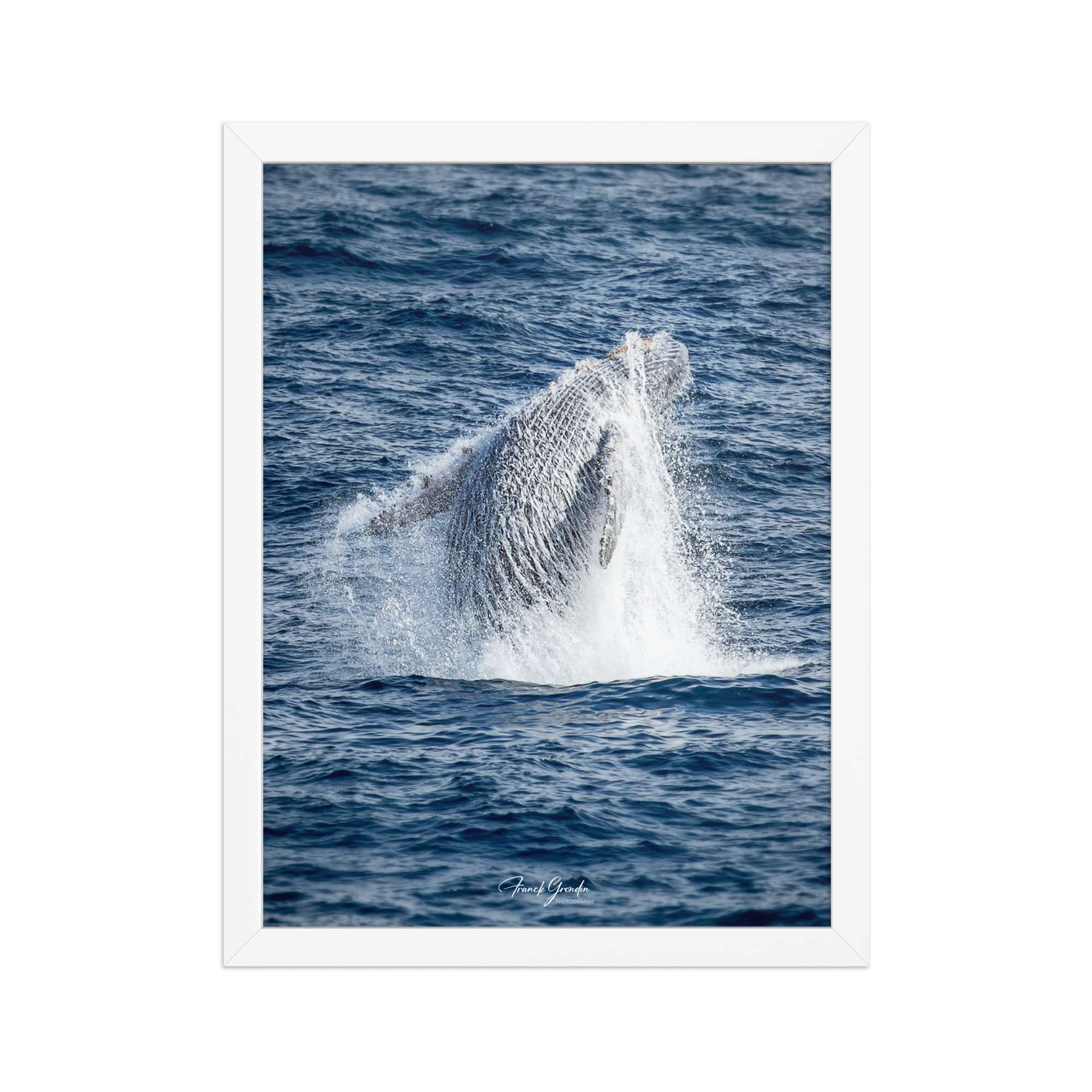 Affiche de La Réunion Baleine 30 × 40 cm / Blanc - Univile La Réunion