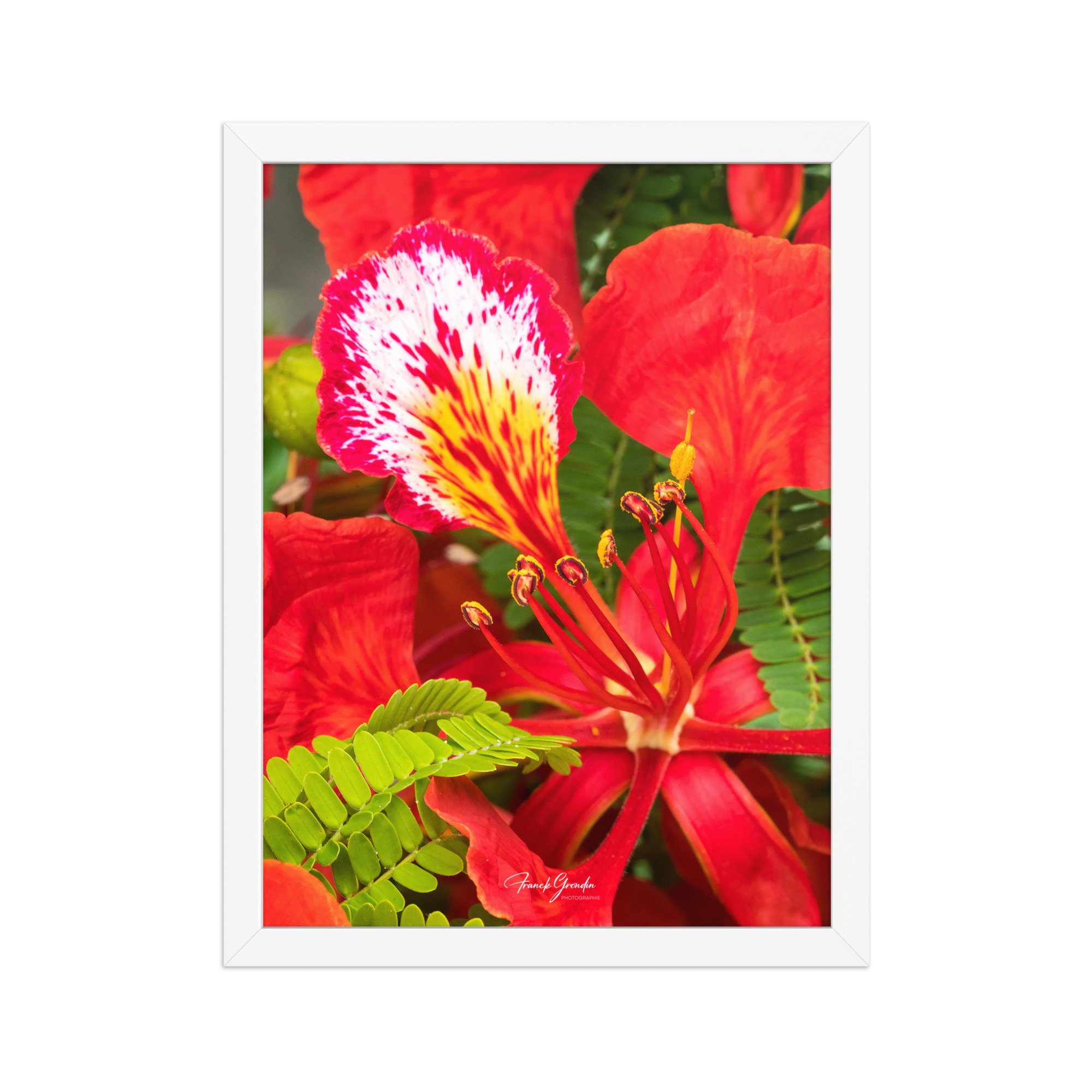 Affiche de La Réunion Fleur de Flamboyant 30 × 40 cm / Blanc - Univile La Réunion