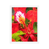 Affiche de La Réunion Fleur de Flamboyant 30 × 40 cm / Blanc - Univile La Réunion