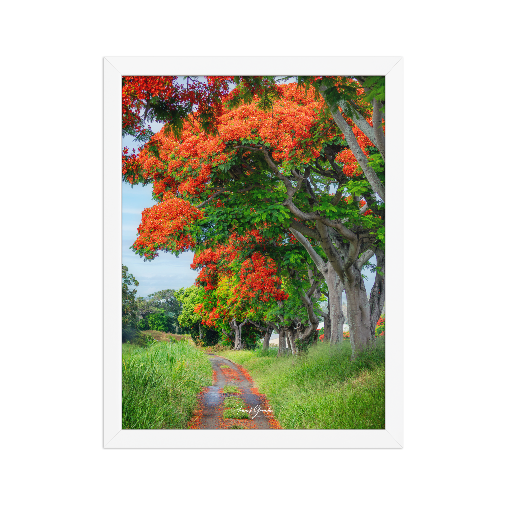Affiche de La Réunion Allée de Flamboyant Tampon 30 × 40 cm / Blanc - Univile La Réunion