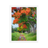 Affiche de La Réunion Allée de Flamboyant Tampon 30 × 40 cm / Blanc - Univile La Réunion