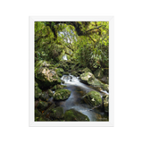 Affiche de La Réunion Forêt du Bras des Lianes 30 × 40 cm / Blanc - photographie Franck Grondin