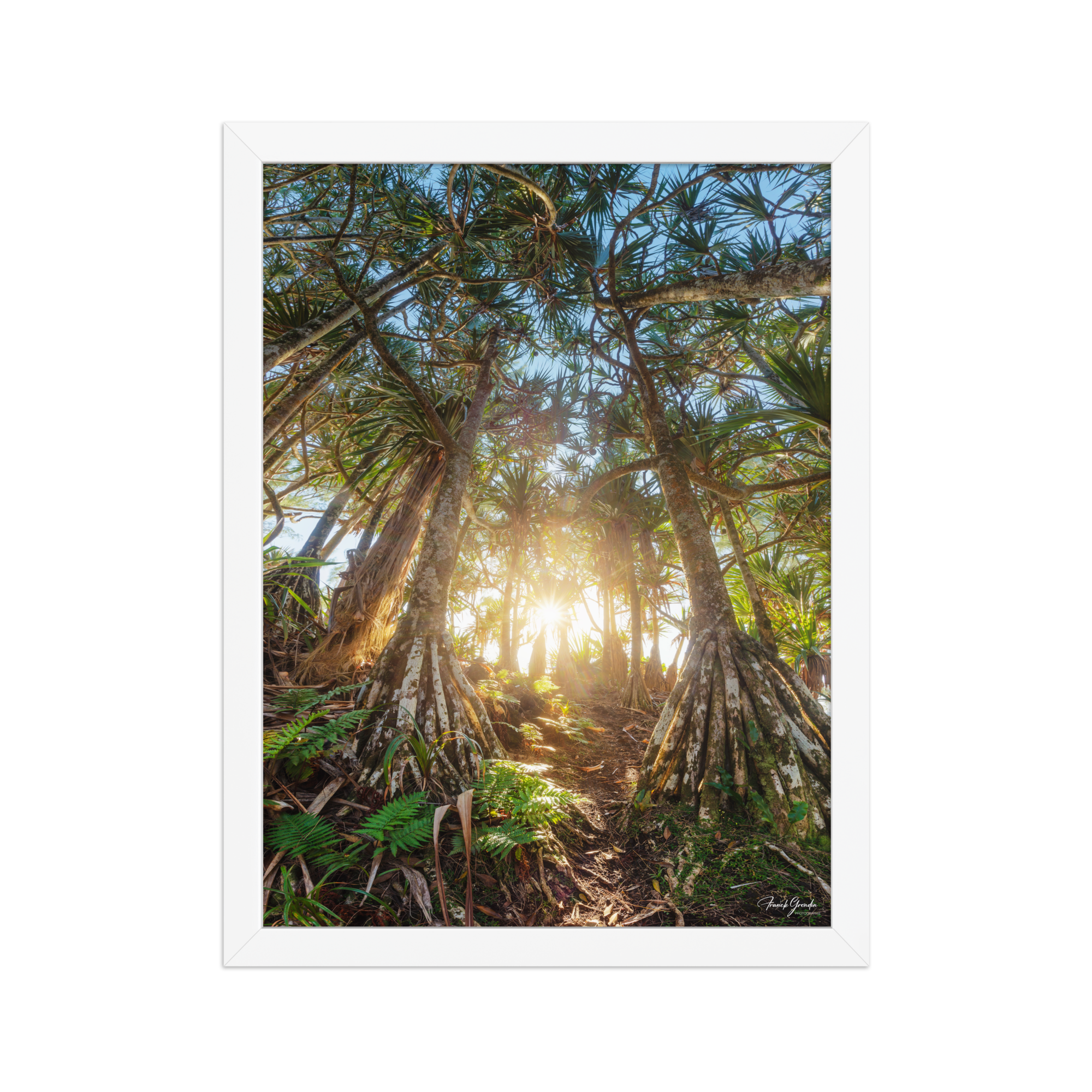 Affiche de La Réunion Forêt de Vacoas 30 × 40 cm / Blanc - photographie Franck Grondin