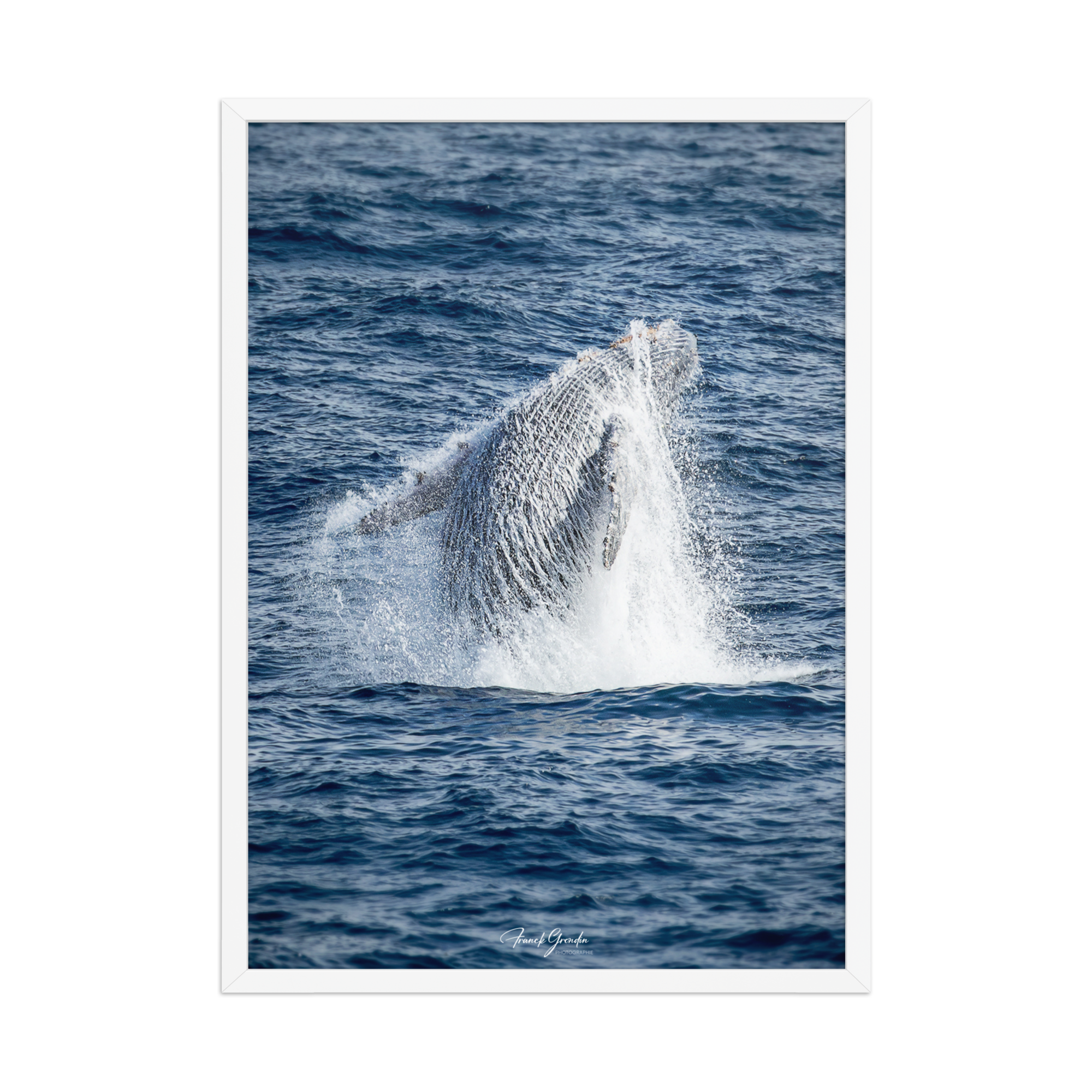 Affiche de La Réunion Baleine 50 × 70 cm / Blanc - Univile La Réunion