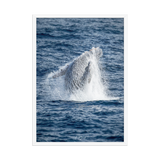 Affiche de La Réunion Baleine 50 × 70 cm / Blanc - Univile La Réunion
