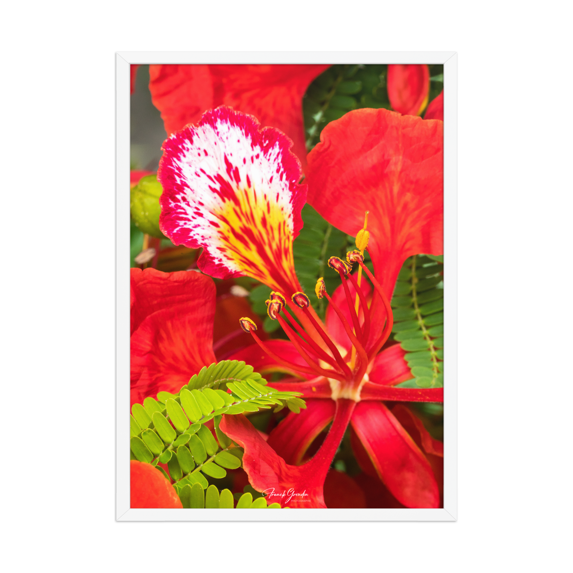 Affiche de La Réunion Fleur de Flamboyant 50 × 70 cm / Blanc - Univile La Réunion