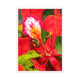 Affiche de La Réunion Fleur de Flamboyant 50 × 70 cm / Blanc - Univile La Réunion