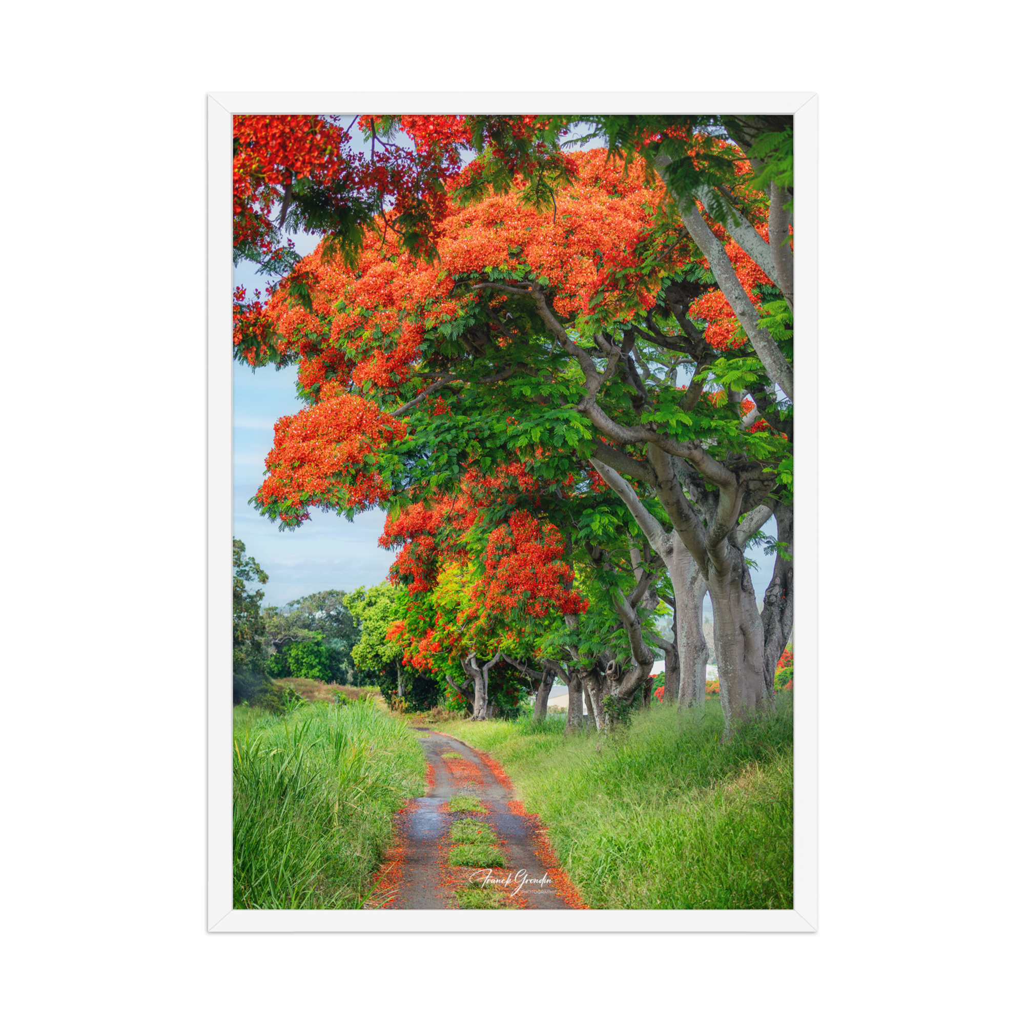 Affiche de La Réunion Allée de Flamboyant Tampon 50 × 70 cm / Blanc - Univile La Réunion
