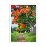 Affiche de La Réunion Allée de Flamboyant Tampon 50 × 70 cm / Blanc - Univile La Réunion