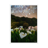 Affiche de La Réunion Arums du Piton de l'Eau 50 × 70 cm / Blanc - photographie Franck Grondin