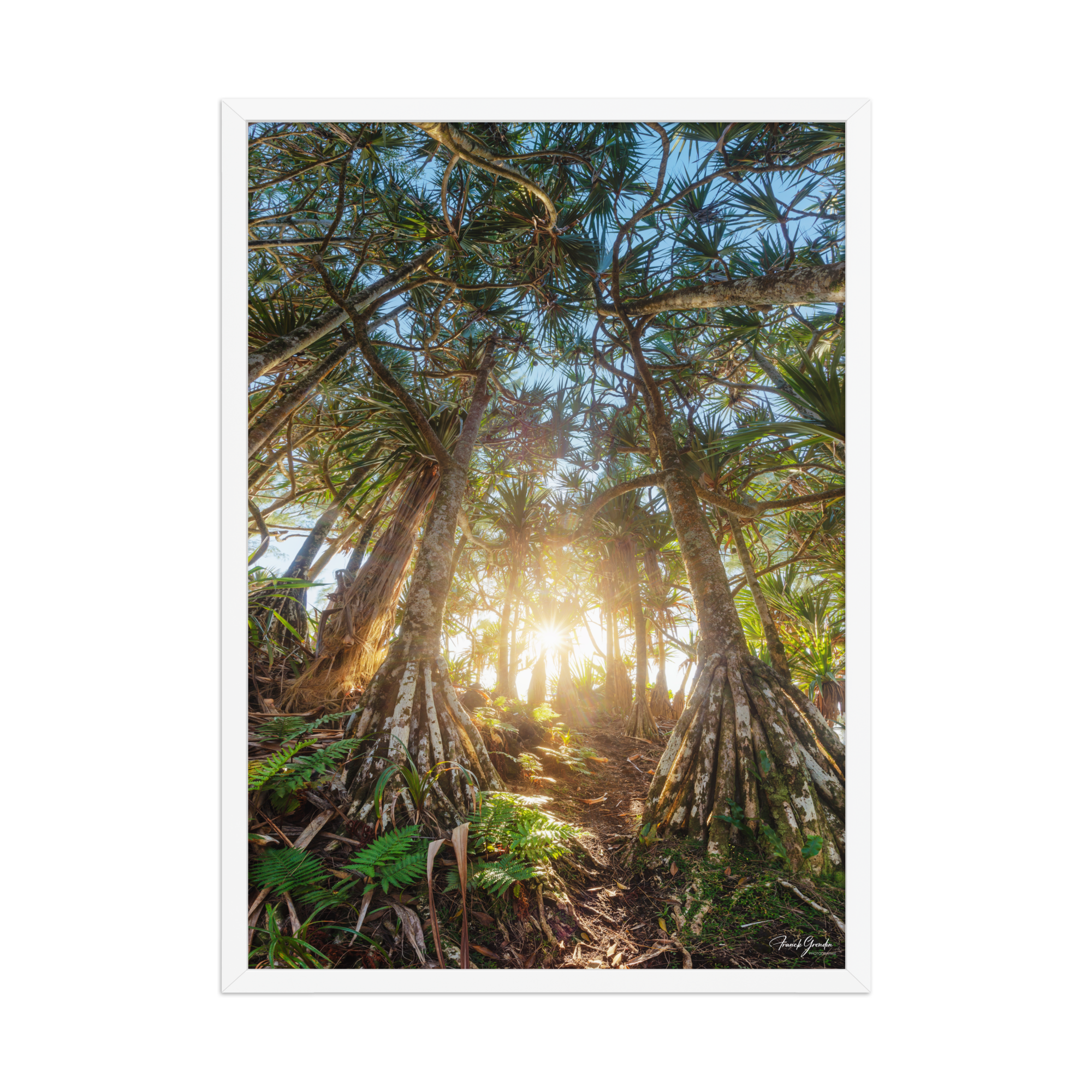 Affiche de La Réunion Forêt de Vacoas 50 × 70 cm / Blanc - photographie Franck Grondin