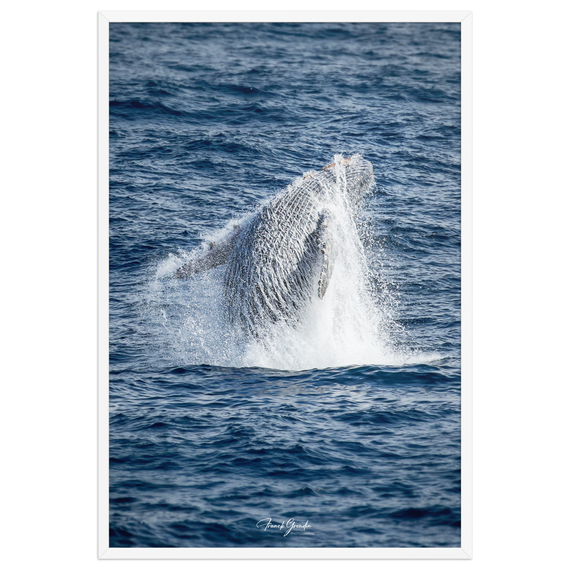 Affiche de La Réunion Baleine 61 × 91 cm / Blanc - Univile La Réunion