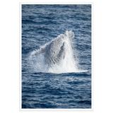 Affiche de La Réunion Baleine 61 × 91 cm / Blanc - Univile La Réunion