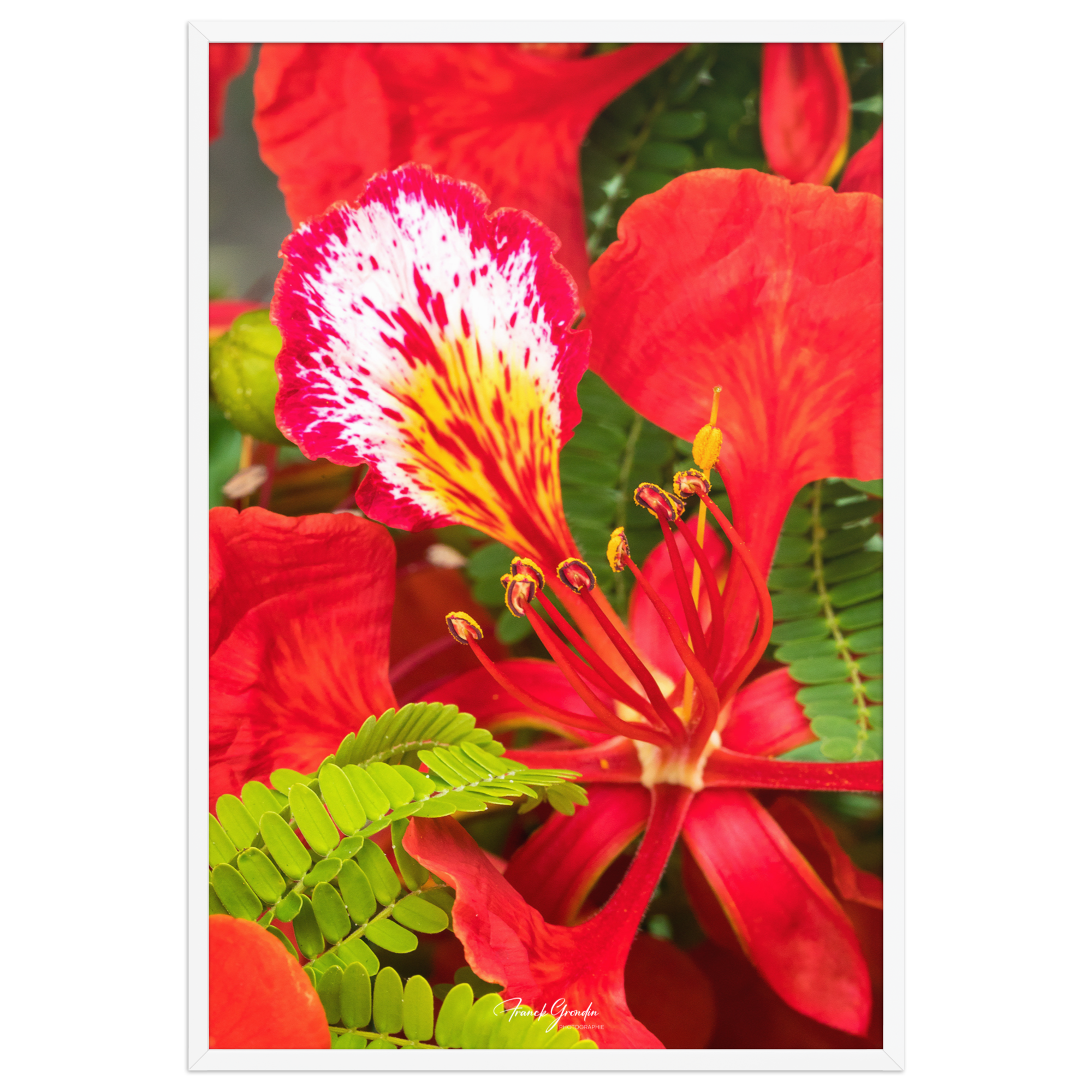Affiche de La Réunion Fleur de Flamboyant 61 × 91 cm / Blanc - Univile La Réunion