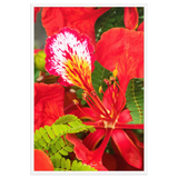 Affiche de La Réunion Fleur de Flamboyant 61 × 91 cm / Blanc - Univile La Réunion