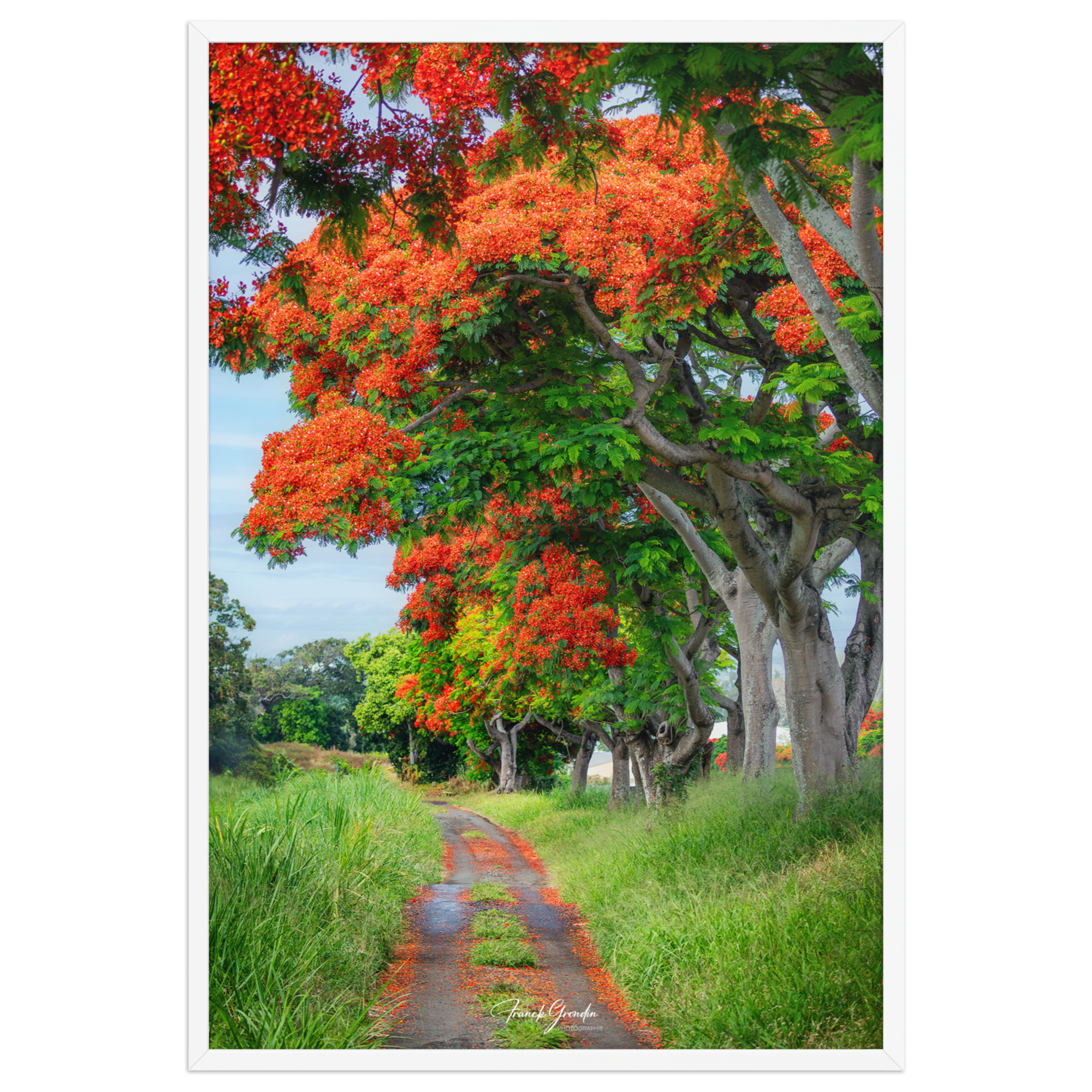 Affiche de La Réunion Allée de Flamboyant Tampon 61 × 91 cm / Blanc - Univile La Réunion