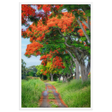 Affiche de La Réunion Allée de Flamboyant Tampon 61 × 91 cm / Blanc - Univile La Réunion
