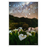 Affiche de La Réunion Arums du Piton de l'Eau 61 × 91 cm / Blanc - photographie Franck Grondin