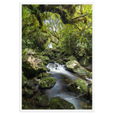 Affiche de La Réunion Forêt du Bras des Lianes 61 × 91 cm / Blanc - photographie Franck Grondin