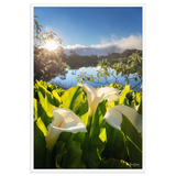 Affiche de La Réunion Arums du Piton de l'Eau au Crépuscule 61 × 91 cm / Blanc - photographie Franck Grondin