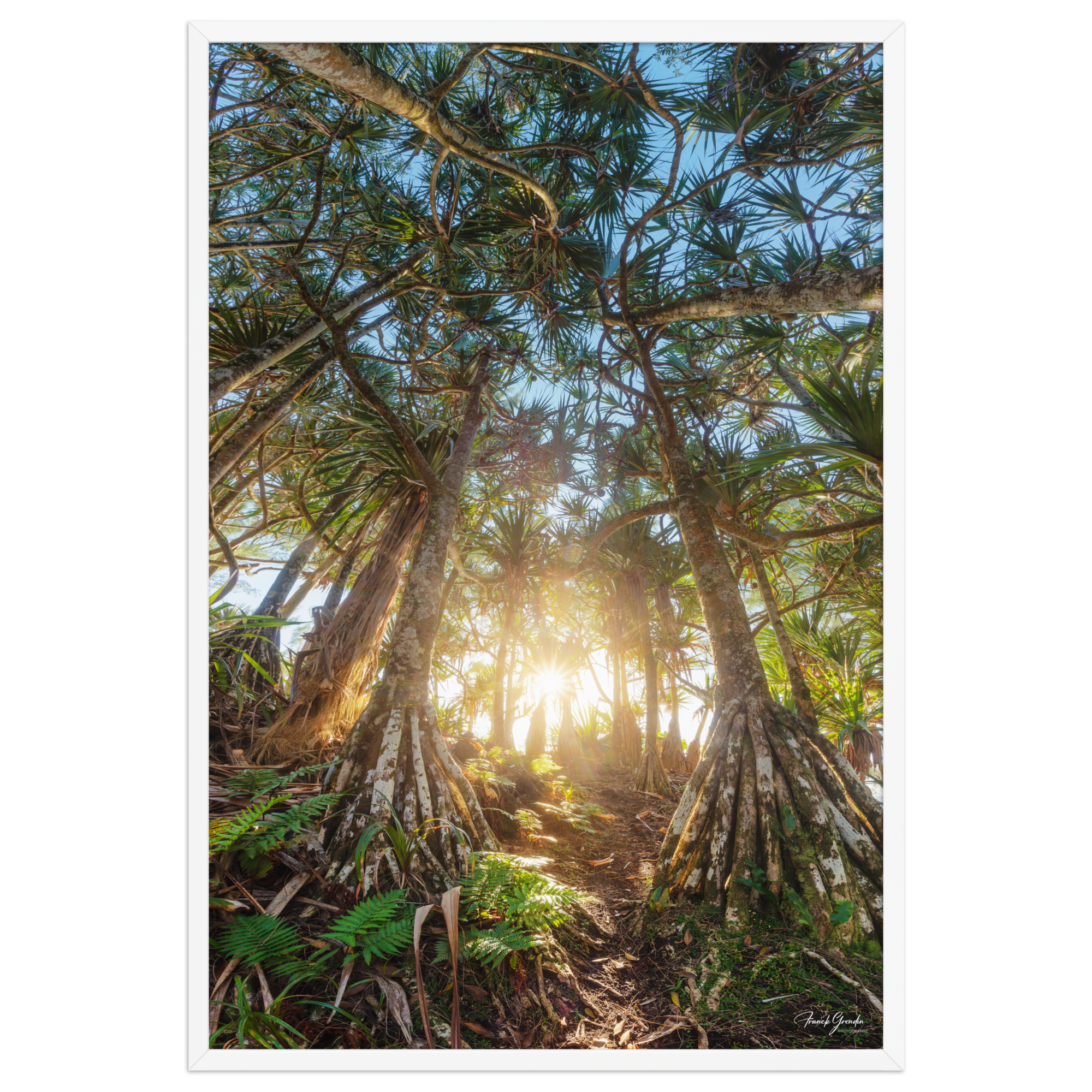 Affiche de La Réunion Forêt de Vacoas 61 × 91 cm / Blanc - photographie Franck Grondin
