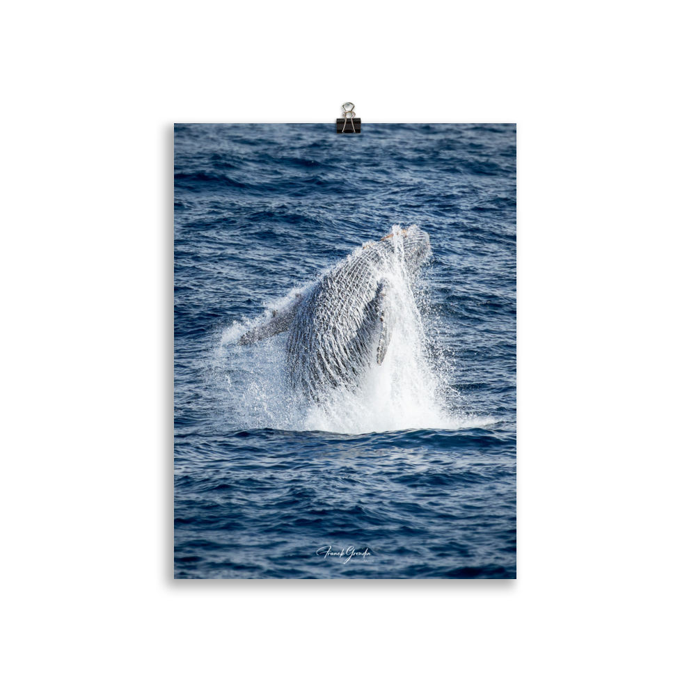 Affiche de La Réunion Baleine 30 × 40 cm / Sans cadre - Univile La Réunion