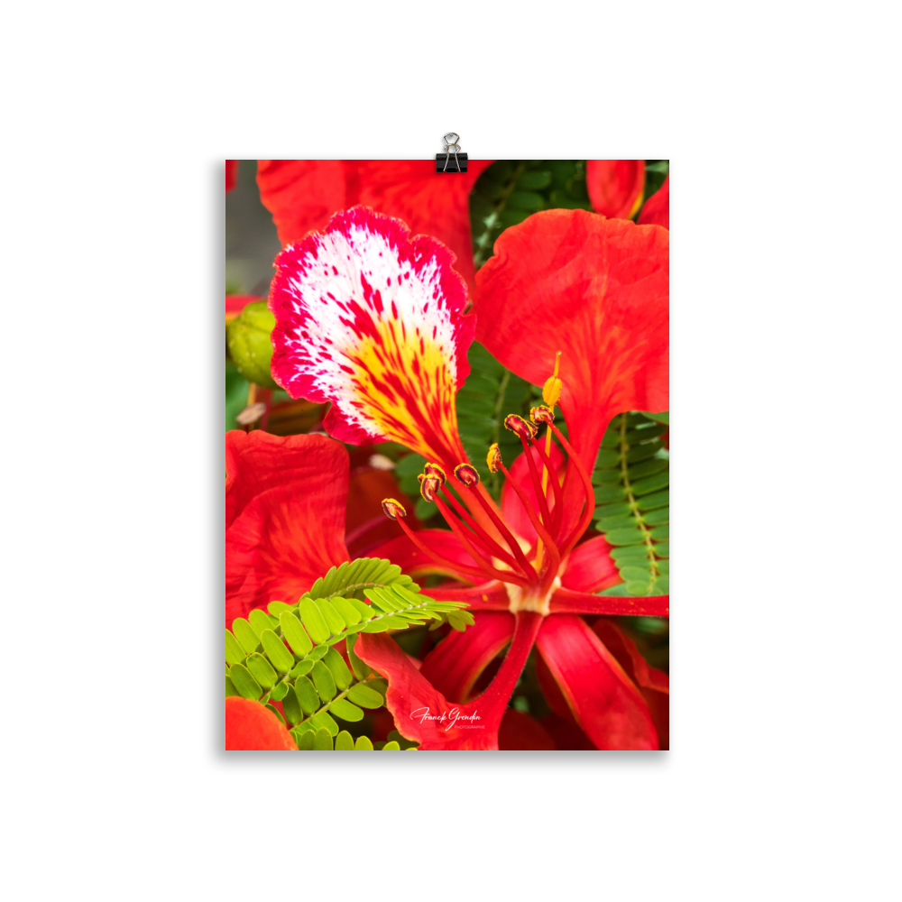 Affiche de La Réunion Fleur de Flamboyant 30 × 40 cm / Sans cadre - Univile La Réunion
