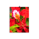 Affiche de La Réunion Fleur de Flamboyant 30 × 40 cm / Sans cadre - Univile La Réunion