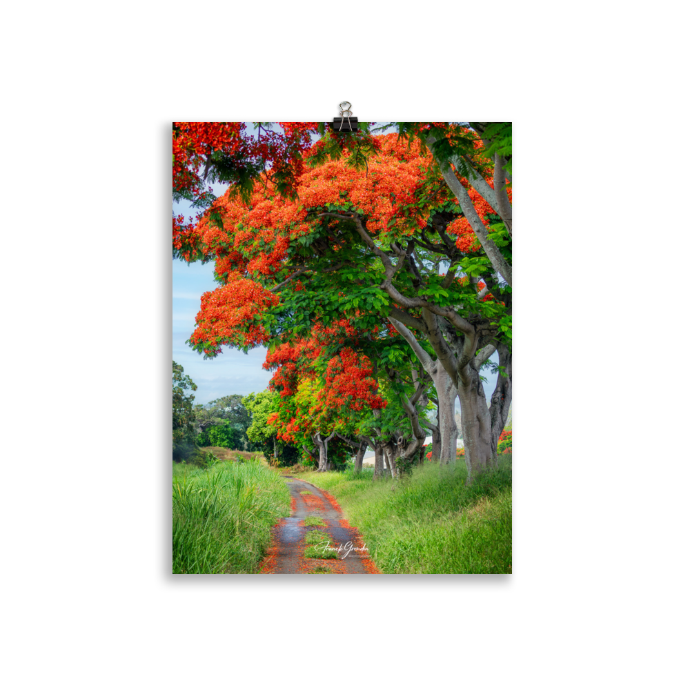 Affiche de La Réunion Allée de Flamboyant Tampon 30 × 40 cm / Sans cadre - Univile La Réunion