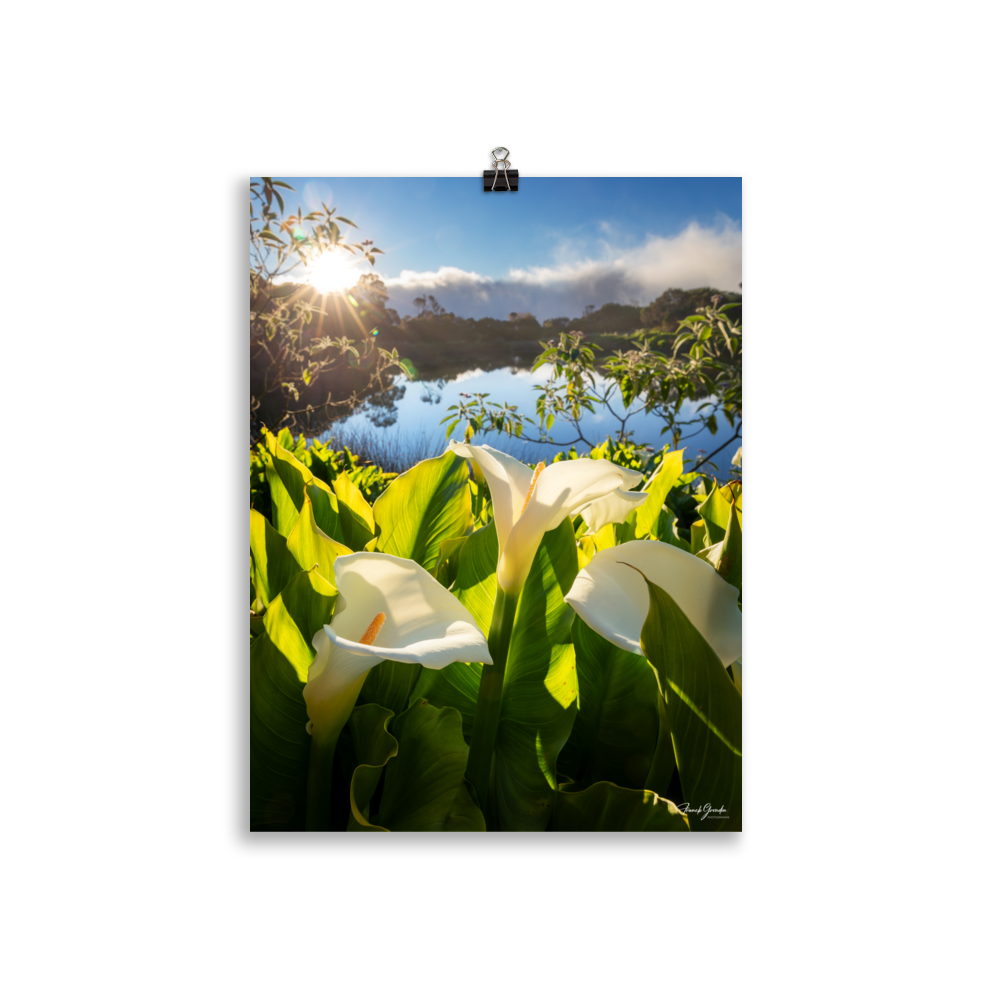 Affiche de La Réunion Arums du Piton de l'Eau au Crépuscule 30 × 40 cm / Sans cadre - photographie Franck Grondin