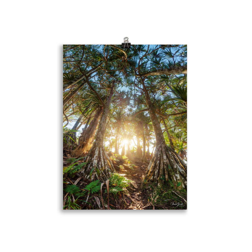 Affiche de La Réunion Forêt de Vacoas 30 × 40 cm / Sans cadre - photographie Franck Grondin