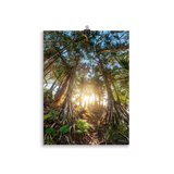Affiche de La Réunion Forêt de Vacoas 30 × 40 cm / Sans cadre - photographie Franck Grondin