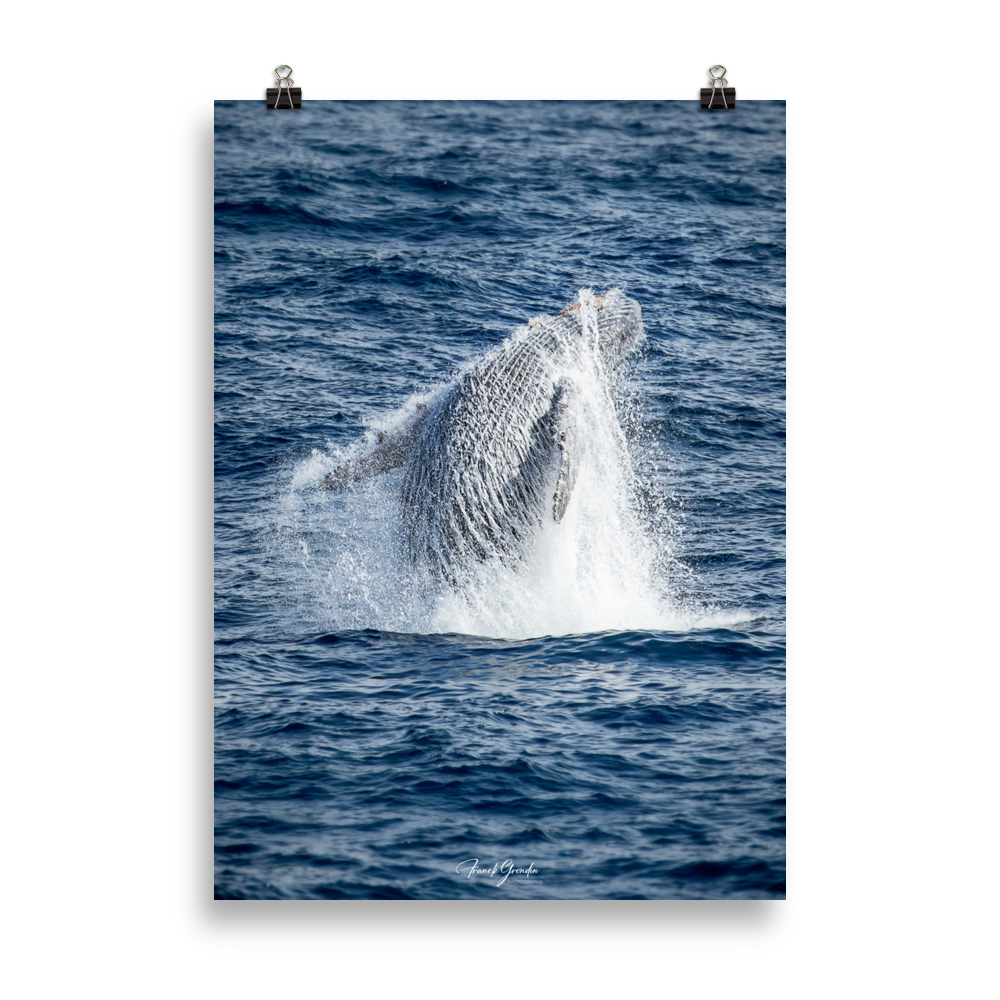 Affiche de La Réunion Baleine 50 × 70 cm / Sans cadre - Univile La Réunion