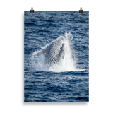Affiche de La Réunion Baleine 50 × 70 cm / Sans cadre - Univile La Réunion