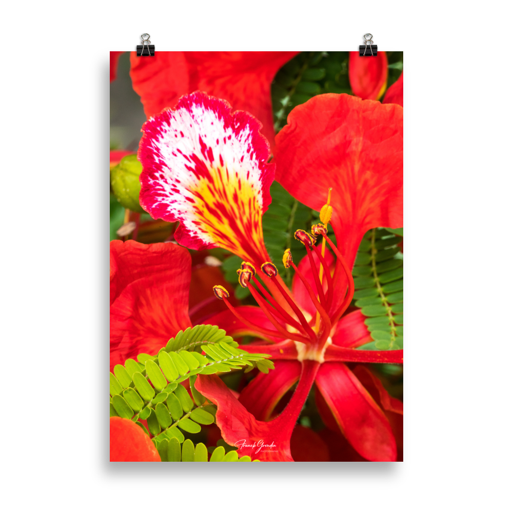 Affiche de La Réunion Fleur de Flamboyant 50 × 70 cm / Sans cadre - Univile La Réunion