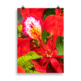 Affiche de La Réunion Fleur de Flamboyant 50 × 70 cm / Sans cadre - Univile La Réunion