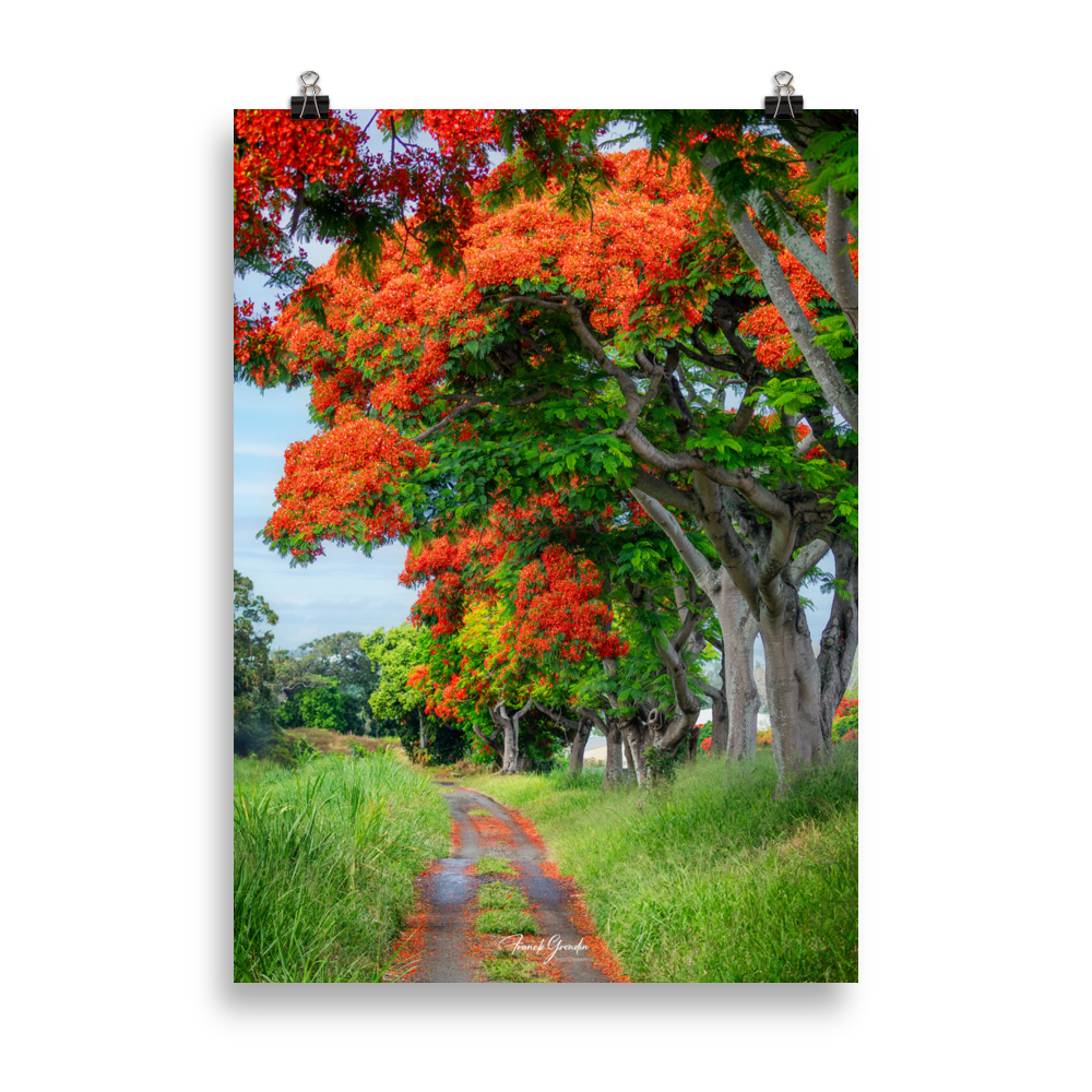 Affiche de La Réunion Allée de Flamboyant Tampon 50 × 70 cm / Sans cadre - Univile La Réunion