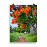 Affiche de La Réunion Allée de Flamboyant Tampon 50 × 70 cm / Sans cadre - Univile La Réunion