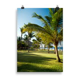 Affiche de La Réunion Palmier de Grande Anse 50 × 70 cm / Sans cadre - photographie Franck Grondin