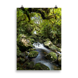 Affiche de La Réunion Forêt du Bras des Lianes 50 × 70 cm / Sans cadre - photographie Franck Grondin