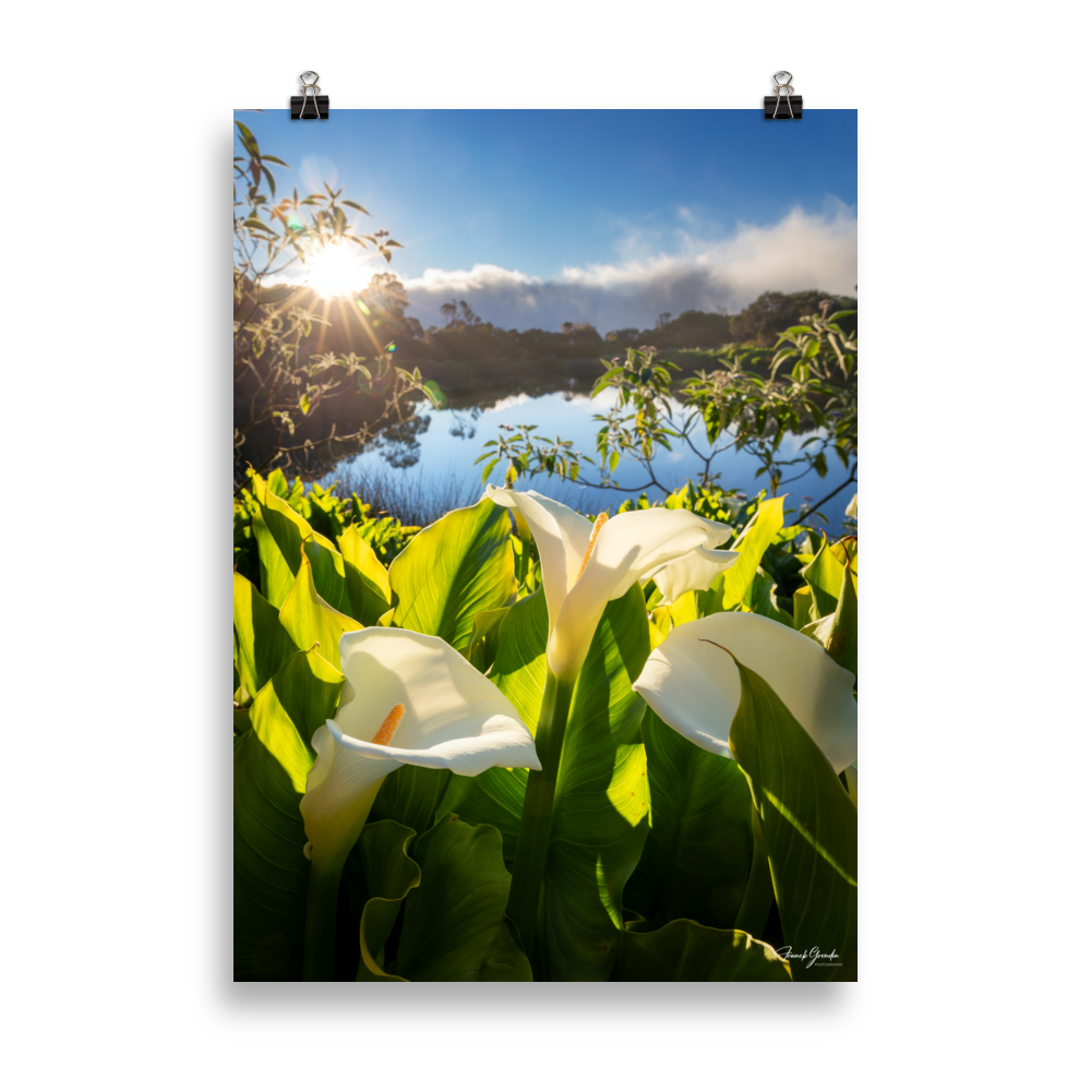 Affiche de La Réunion Arums du Piton de l'Eau au Crépuscule 50 × 70 cm / Sans cadre - photographie Franck Grondin