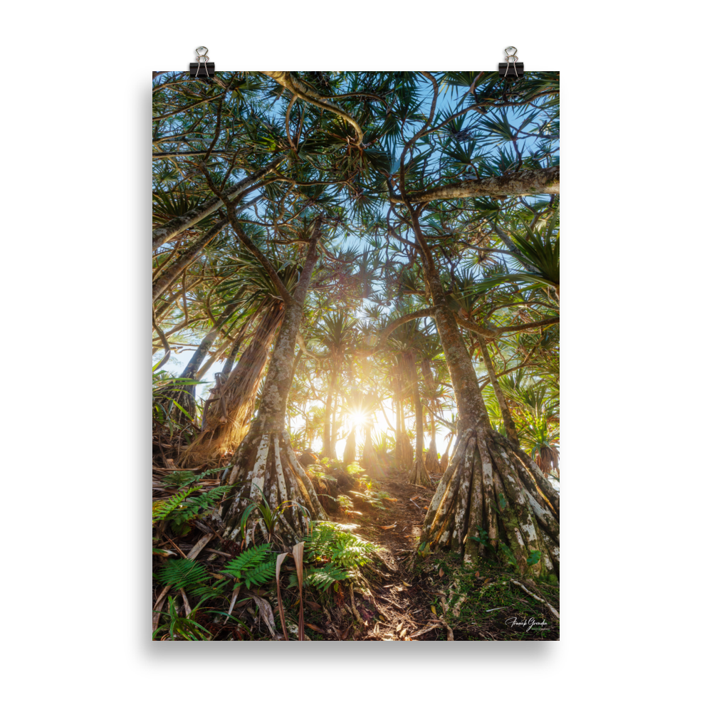 Affiche de La Réunion Forêt de Vacoas 50 × 70 cm / Sans cadre - photographie Franck Grondin