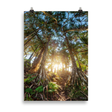 Affiche de La Réunion Forêt de Vacoas 50 × 70 cm / Sans cadre - photographie Franck Grondin