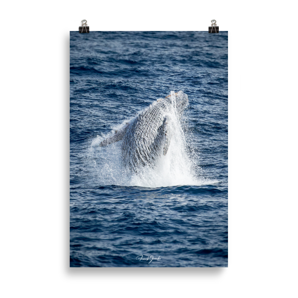 Affiche de La Réunion Baleine 61 × 91 cm / Sans cadre - Univile La Réunion