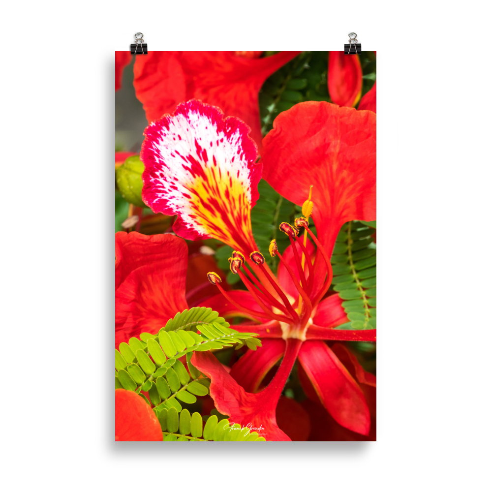 Affiche de La Réunion Fleur de Flamboyant 61 × 91 cm / Sans cadre - Univile La Réunion