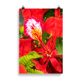 Affiche de La Réunion Fleur de Flamboyant 61 × 91 cm / Sans cadre - Univile La Réunion