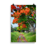 Affiche de La Réunion Allée de Flamboyant Tampon 61 × 91 cm / Sans cadre - Univile La Réunion