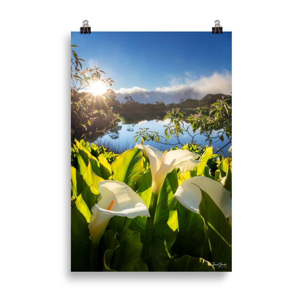 Affiche de La Réunion Arums du Piton de l'Eau au Crépuscule 61 × 91 cm / Sans cadre - photographie Franck Grondin
