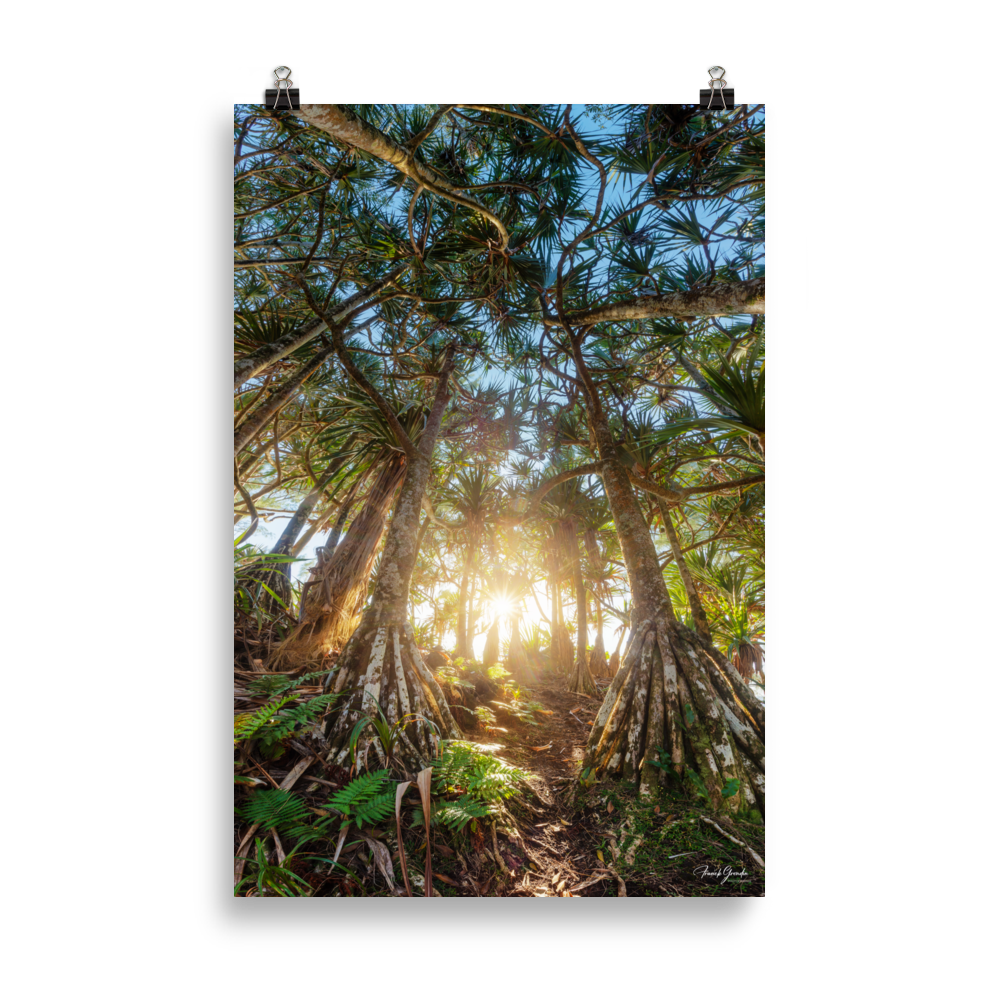 Affiche de La Réunion Forêt de Vacoas 61 × 91 cm / Sans cadre - photographie Franck Grondin